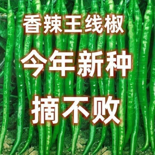 This year's new spicy long-line pepper seeds Erjingtiao 8819 line pepper seeds are planted in spring and autumn. About 400 carefully selected seeds 8819 line pepper seeds