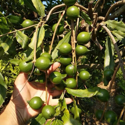 桂热一号坚果苗澳洲夏威夷果正宗矮化嫁接苗庭院常绿树苗带土发货 695号坚果三年【带营养杯发货】 90cm(含)-99cm(含)