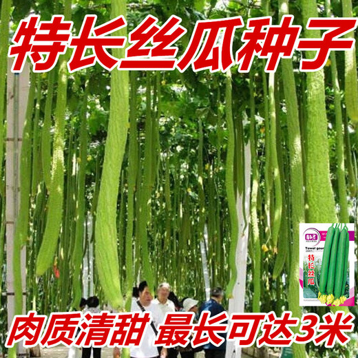 Extra long loofah seeds for all seasons, early maturing snake-shaped loofahs in garden pots, meat and vegetable seeds. The flesh is sweet and tender. Extra long loofah seeds can grow up to 3 meters long. They can be planted all year round. 50 original pieces. 79% people choose it.