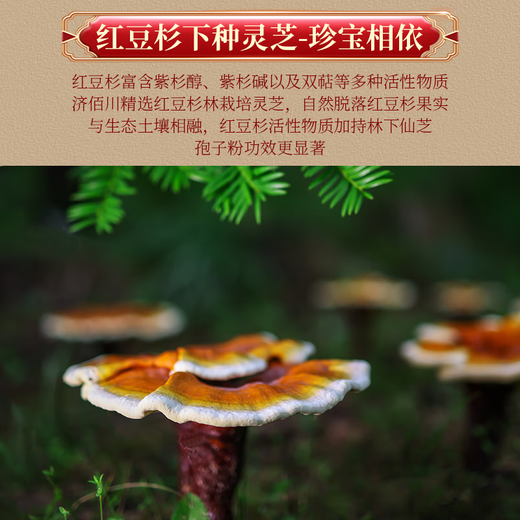 Jibaichuan [Primitive Wald] Brechen von Wand Ganoderma lucidum sporepulver verstärkt die Immunitätsgeschenkbox für Eltern und Älteste Original Wald Ganoderma lucidum spore powder [2g*84 Packs*2]