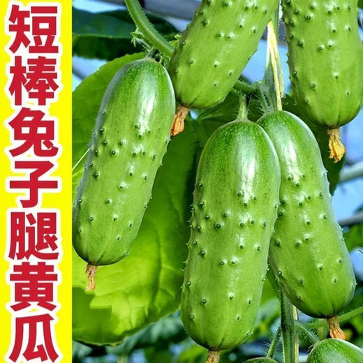 Rabbit leg fruit type authentic fruit cucumber short stick melon seeds field sowing early maturity in spring and autumn carefully selected 1 pack of about 50 seeds
