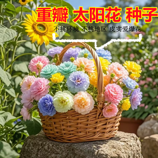 重瓣多层太阳花四季大花易活开花不断耐寒耐旱大花籽阳台庭院 1.重瓣太阳花种子(又名午时花) 【2包种子共有16789粒】+肥一包