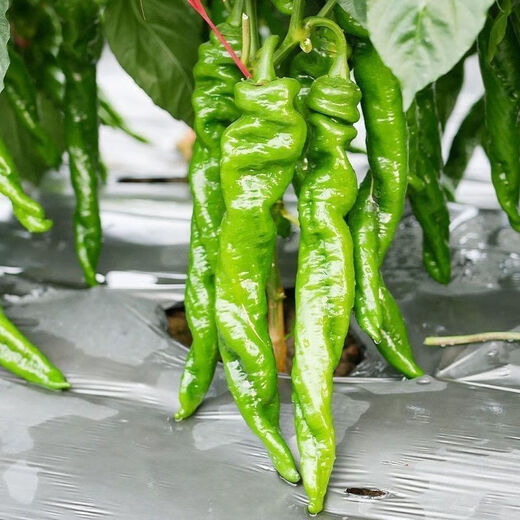 Spicy Spicy Pepper Seeds, Golden Spicy Green Peppers, Pig Intestine Chili Seeds, Potted Vegetable Seeds for Garden Fields and Balconies, Spicy Spicy Peppers, Early Mature Large Fruits, Approximately 100 capsules, 1 pack