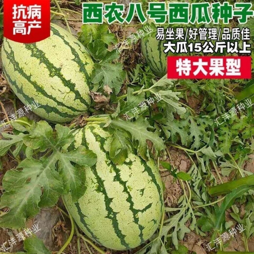 Xinong No. 8 Watermelon Seeds Extra Large Stable Yield Lazy Man Giant Watermelon Seeds Extra Sweet Fruit in Spring and Summer Four Seasons Xinong No. 8 Watermelon Seeds Planted from March to June Select Good Seeds Buds Germinate New Seeds Approximately 250