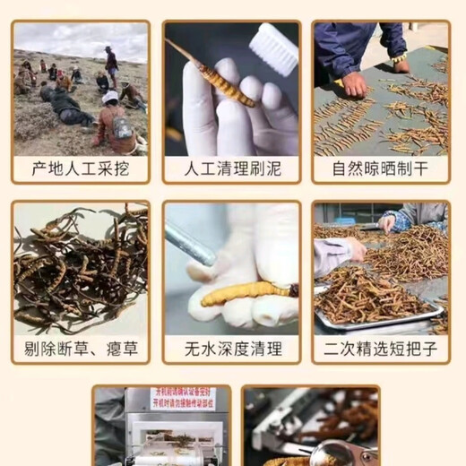 高海拔冬虫夏草正品头期干货虫草3根/克  2根/克多种规格高档礼盒 那曲虫草3根一克50条送同款1根