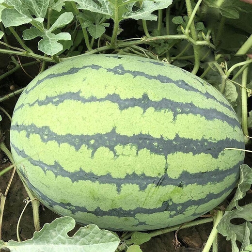 Xinong No. 8 Watermelon Seeds Extra Large Stable Yield Lazy Man Giant Watermelon Seeds Extra Sweet Fruit in Spring and Summer Four Seasons Xinong No. 8 Watermelon Seeds Planted from March to June Select Good Seeds Buds Germinate New Seeds Approximately 250
