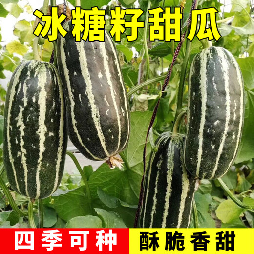 Yimizhu early-maturing thin-skinned rock sugar melon seeds, crispy, sweet and delicious cantaloupe seeds, high-yielding fruits for spring and autumn vegetable planting, rock sugar melon seeds 100 capsules *1 pack + fertilizer