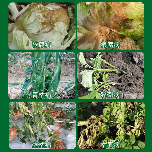 Pengbaiqing 50% chlorobromoisocyanuric acid tobacco virus disease downy mildew soft rot bacterial fungus pesticide fungicide