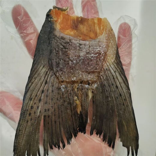 Baichan large size 10 pieces of dried fresh salmon tail pet snacks for dogs to grind their teeth, clean their teeth and supplement calcium to reward beautiful and shiny hair. 20 pieces of large fish tail (independent vacuum packaging)