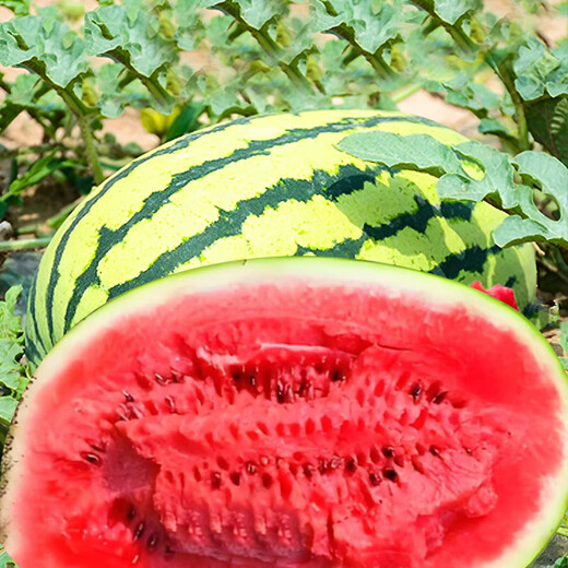Yuhenong Xinong No. 8 watermelon seed seedlings with soil seedlings are suitable for southern large watermelon seeds. Sweet lazy man watermelon seeds 50 capsules 2 bags