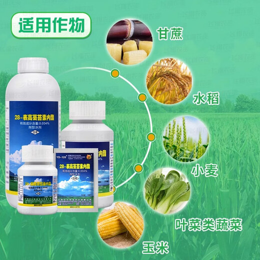 Yunda 1.2 million guaranteed brassinolide vegetable, wheat and fruit tree sugar-increasing yield-promoting growth regulator 10ml