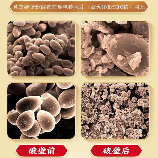 
Beijing Tongrentang Pang Donglai Quality, Broken Wall Ganoderma lucidum spore powder, adults, middle-aged and elderly people, 20 bags/box for immunity, 1 shot, 2 [including 2 boxes for gift], a total of 80g [Broken Wall Spore powder