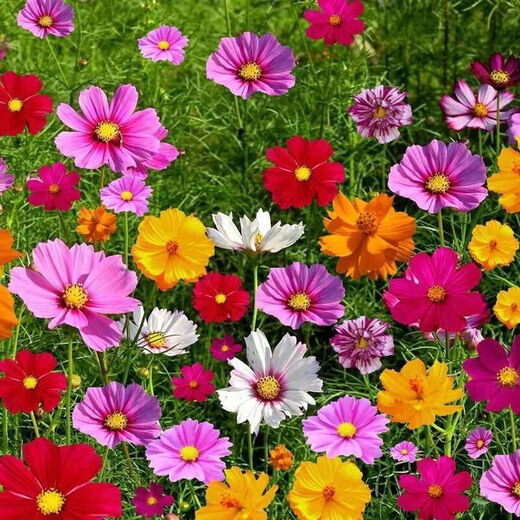 野花组合花种子除虫菊花种籽子四季播种开花格桑花花籽太阳花阳台 野花组合花种子【88种组合】五颜 四包新籽籽【3889粒粒】多种组合