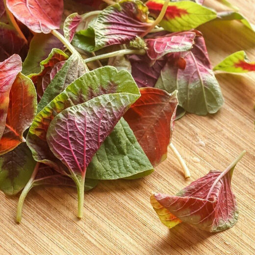 一点红苋菜种子汉菜籽四季蔬菜红圆叶苋菜柳叶苋菜阳台盆栽 【一点红苋菜】 【割完就长】2包约【9880粒】