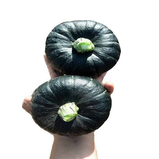 Shanghai Huihe Beibei Pumpkin Seeds Chestnut Flavor, Transport Resistance, Good Taste, Huihe No. 1 Seeds, Disease Resistant and High Yield, 10 capsules