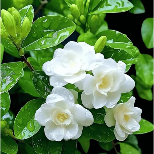 Jasmine seeds heat-resistant ornamental plants are easy to live and easy to plant. Balcony potted indoor flower rich-scented seeds. Jasmine flower seeds (single-petal pen tip) MLH718 new seeds: 1 pack of about 31 pieces: give