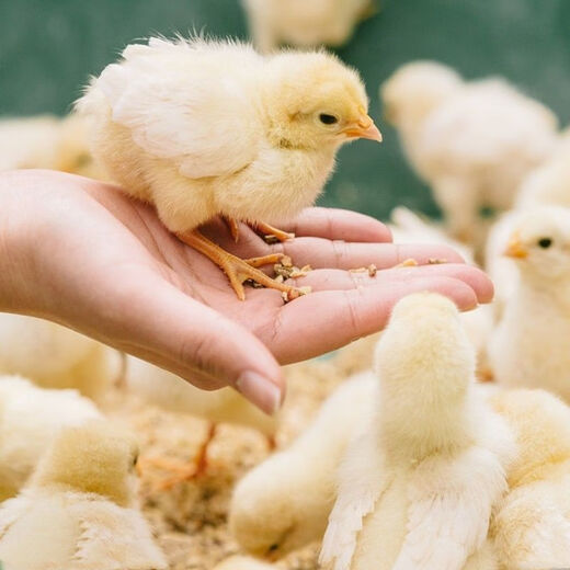 Direct selling chicken feed for chickens, opening layer, egg laying, broiler and fattening pellets full price feed 80Jin Jin is equal to 0.5kg small pellet chicken feed