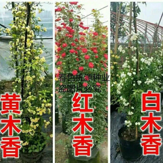 Woody flower seeds Qilixiang flower yellow woody white woody strong fragrance climbing plant balcony red woody climbing flower red woody flower seeds MX5698 new species two packs about 200 capsules