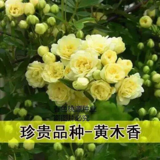 Woody flower seeds Qilixiang flower yellow woody white woody strong fragrance climbing plant balcony red woody climbing flower red woody flower seeds MX5698 new species two packs about 200 capsules