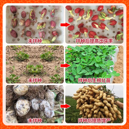 Zhaorufeng peanut seed dressing agent, germination and rooting prevention, insect prevention, disease prevention, antibacterial, high-yield coating agent, microbial agent fertilizer, 500g, 40 bottles, whole box special offer (40 packs free)