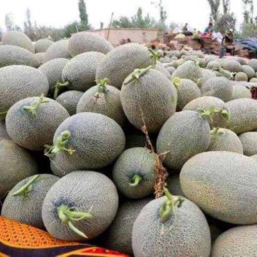 Crisp and sweet cantaloupe four seasons Xinjiang reticulated cantaloupe spring, summer and autumn garden potted fruit new species cantaloupe seeds welfare 1 pack of about 49 pieces