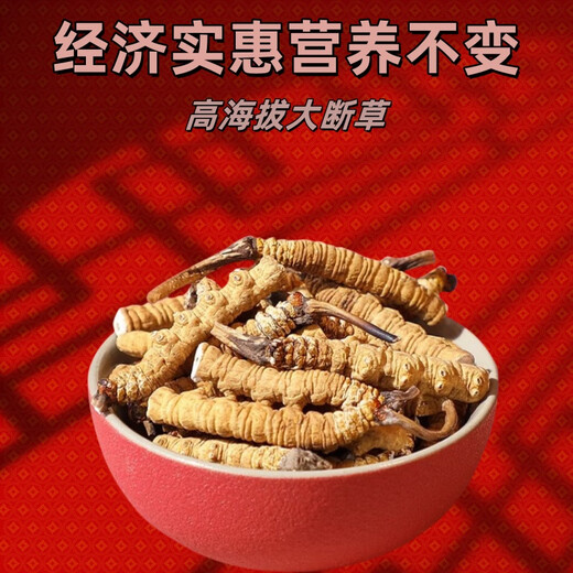 西那藏曲高海拔断冬虫夏草虫草断草大瓶装高海拔自用正宗家庭装 西藏那曲断草100克装送10发110克