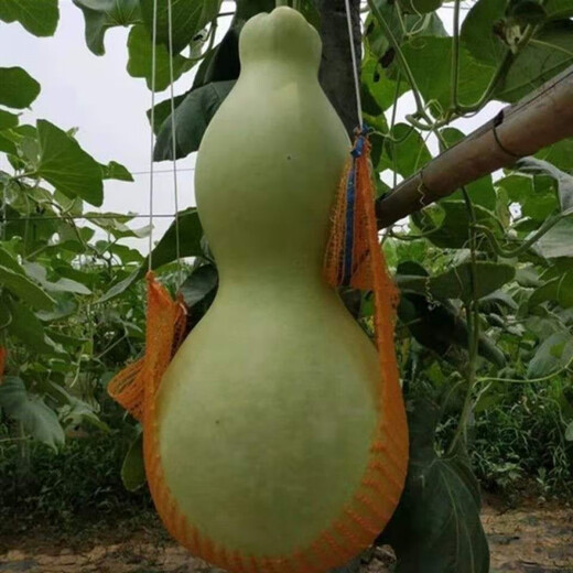 Extra Large Gourd Seeds Extra Large Giant Extra Large Gourds Extra Large Gourd Seeds Dayaya Jumbo Giant Gourd Seeds Extra Large High yield and easy to survive - about 10 seeds 1 pack