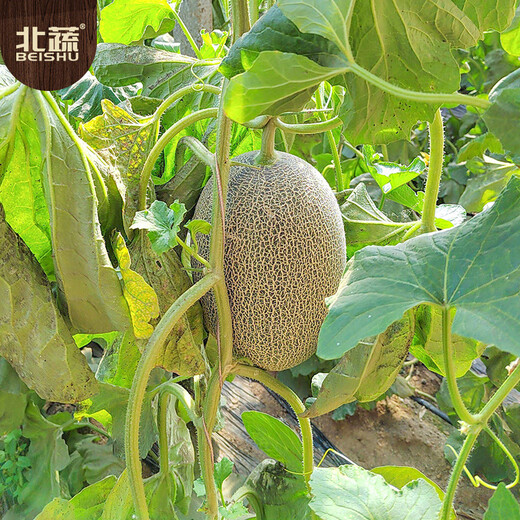Beishu Hami melon seed seedlings Xinjiang reticulated melon melon melon fruit seeds Liucui Hami melon seeds 100 capsules