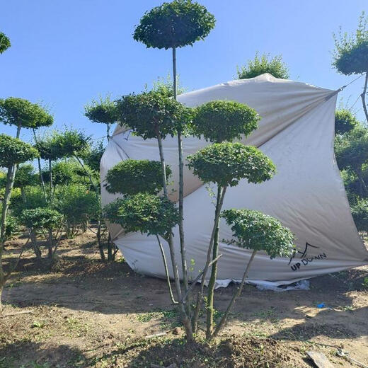 Petite feuille personnalisée Petite feuille Vegetarian Styling Treamscape Trewscape Tree Multi-Head Little Vegetarin Style Garden Villa Four Seasons Sélection des plantes vertes à feuilles persistantes 1098 Une chose un coup sans pot inclus