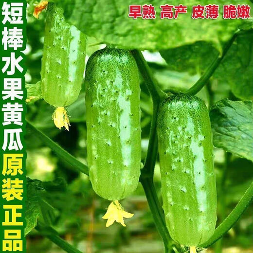 Rabbit leg fruit type authentic fruit cucumber short stick melon seeds field sowing early maturity in spring and autumn carefully selected 1 pack of about 50 seeds