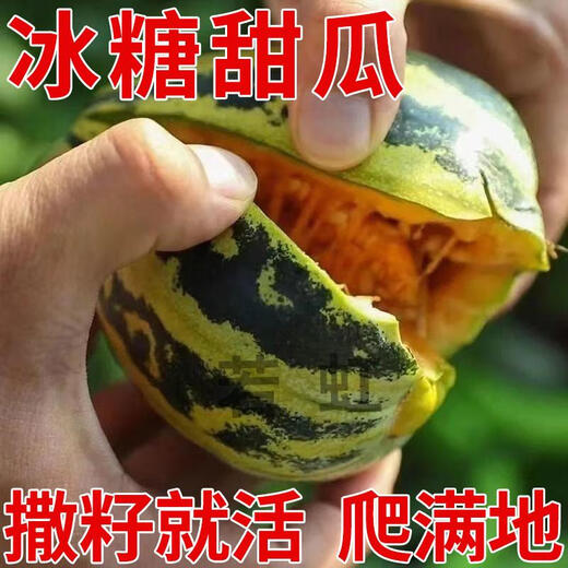 Yimizhu early-maturing thin-skinned rock sugar melon seeds, crispy, sweet and delicious cantaloupe seeds, high-yielding fruits for spring and autumn vegetable planting, rock sugar melon seeds 100 capsules *1 pack + fertilizer