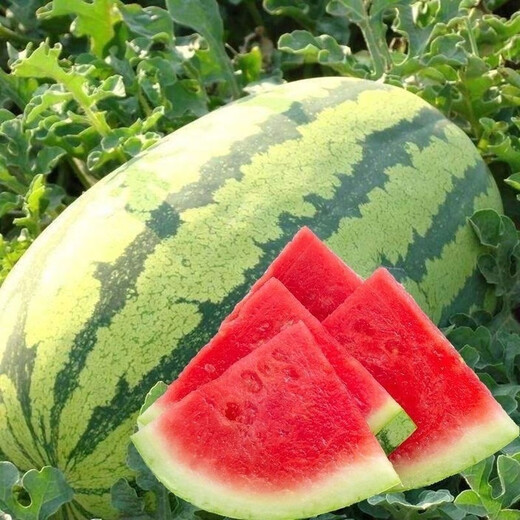 Xinong No. 8 Watermelon Seeds Extra Large Stable Yield Lazy Man Giant Watermelon Seeds Extra Sweet Fruit in Spring and Summer Four Seasons Xinong No. 8 Watermelon Seeds Planted from March to June Select Good Seeds Buds Germinate New Seeds Approximately 250
