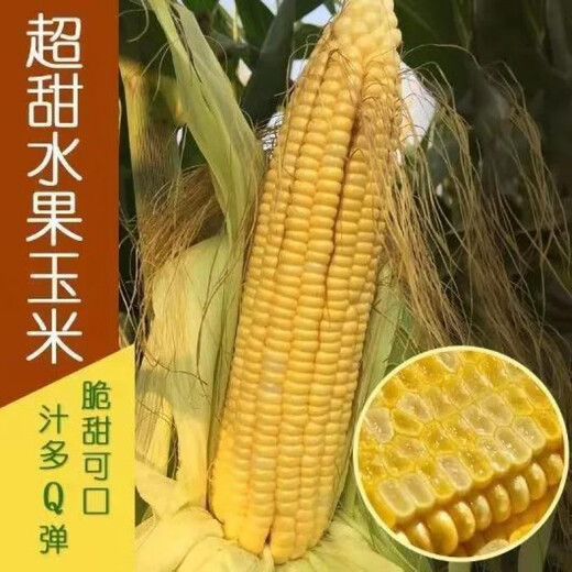Super sweet fruit corn seeds, big sticks, early maturing, sweet and glutinous, can be eaten raw in the field all year round. Can be eaten raw. Super sweet fruit corn seeds, artificially selected new species, about 51 seeds (1 pack+)