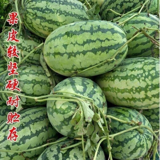 Xinong No. 8 Watermelon Seeds Extra Large Stable Yield Lazy Man Giant Watermelon Seeds Extra Sweet Fruit in Spring and Summer Four Seasons Xinong No. 8 Watermelon Seeds Planted from March to June Select Good Seeds Buds Germinate New Seeds Approximately 250