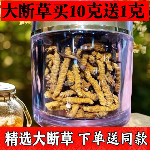 Authentic Tibetan Qu Cordyceps Cordyceps Cordyceps Broken Grass 10g for 1g for self-use home-pack Super broken grass dry goods for self-eating. 10g for large broken grass in Tibetan areas.
