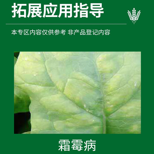 Grain 722g/liter downy mildew hydrochloride vegetable cucumber pepper downy mildew disease bactericide pesticide