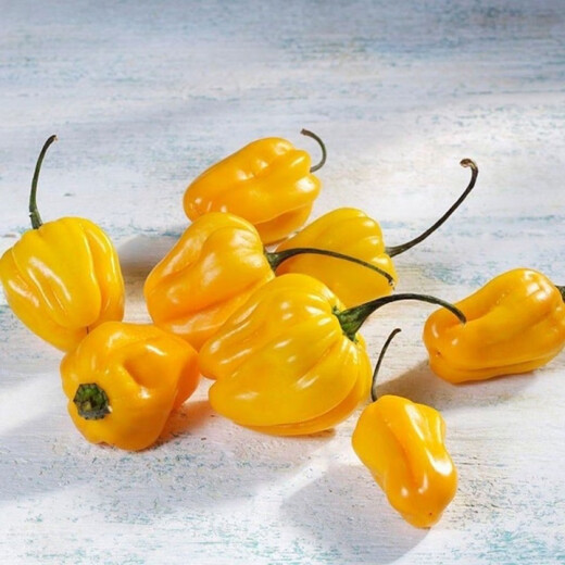 Hainan yellow lantern seeds Chaotian pepper peppers are very spicy, very spicy, special potted plants of death, yellow lanterns, yellow devil peppers, 98% germination rate, lazy people must plant them, 1 pack 198