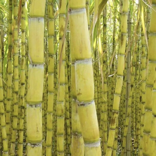 Asarum golden sweet crisp fruit Guangxi sugarcane tail yellow skin seedlings easy to grow in all seasons fresh sprouts potted seedlings winter resistant yellow skin sugar cane middle part 10 yellow skin sugar cane