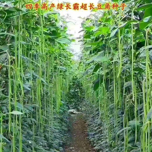 Special Green Pioneer Bean Seeds Large Brand New Variety Cowpea Early Mature Spring and Autumn Green Bean Seeds Qc Four Seasons Full Shelf Green Pioneer Long Bean (Only New Seeds Sold) Waterfall Cowpea Seeds 256 Capsules