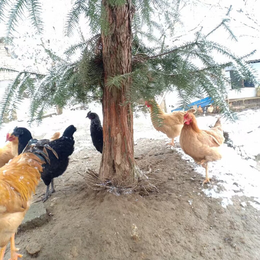 Jiuhuashan forest free-range green-shell black eggs mixed box eggs 35-45g/breakfast soft-boiled eggs for grocery shopping 30 pieces (15 free-range eggs + 15 black eggs) Jiuhuashan forest free-range green-shell black eggs mixed box eggs 35-45g/breakfast soft-boiled eggs for grocery shopping 30 pieces (15 free-range eggs + 15 black eggs)