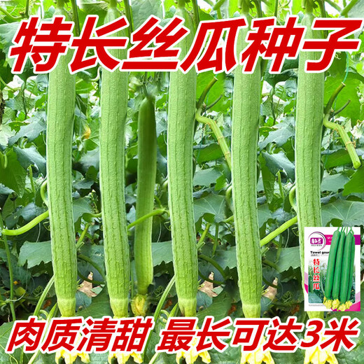 Extra long loofah seeds for all seasons, early maturing snake-shaped loofahs in garden pots, meat and vegetable seeds. The flesh is sweet and tender. Extra long loofah seeds can grow up to 3 meters long. They can be planted all year round. 50 original pieces. 79% people choose it.