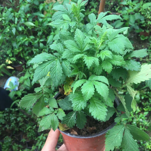 Agrimony seedlings, Agrimony seedlings, Trichosanthes potted medicinal materials, fresh Agrimony plants shipped in pots, 5 plants shipped in pots