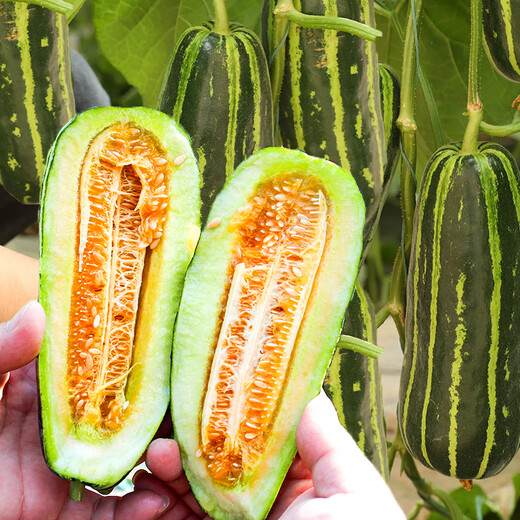 Beishu Bingtangzi melon seeds collection Boyang melon seedlings Boyang No. 9 melon seeds 10 capsules 2 bags sweeter