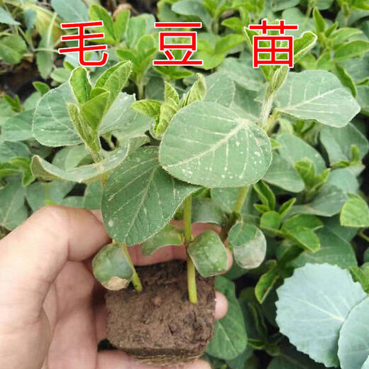 Seedlings full of edamame seedlings, early mature seedlings, green bean seedlings, soybean seedlings, soybean seedlings, green edamame seedlings, 20 edamame seedlings (3-4 planted together in one hole)