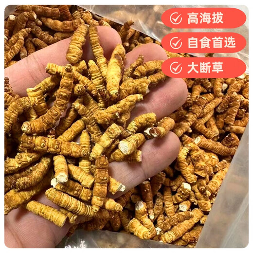 西那藏曲高海拔断冬虫夏草虫草断草大瓶装高海拔自用正宗家庭装 西藏那曲断草100克装送10发110克