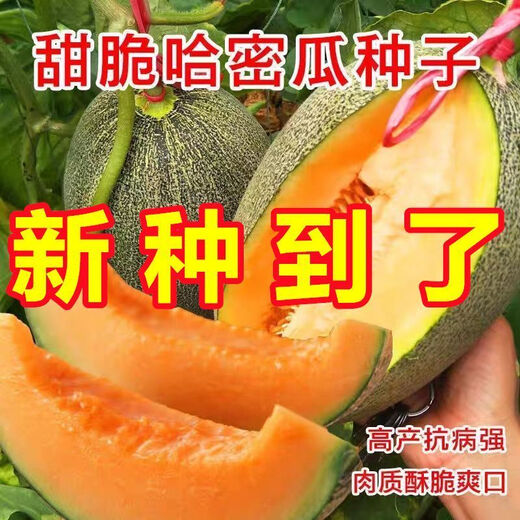 Crisp and sweet cantaloupe four seasons Xinjiang reticulated cantaloupe spring, summer and autumn garden potted fruit new species cantaloupe seeds welfare 1 pack of about 49 pieces