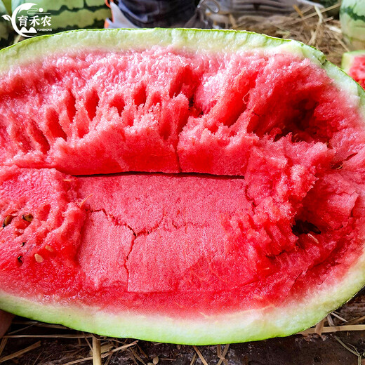 Yuhenong Xinong No. 8 watermelon seed seedlings with soil seedlings are suitable for southern large watermelon seeds. Sweet lazy man watermelon seeds 50 capsules 2 bags