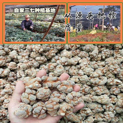 Yunnan Wenshan reines Panax Notoginseng Pulver Extra Wild Authentic Panax Notoginseng Chinesische medizinische Materialien Superfine -Pulver zur Linderung der Muskeln und 250 -g -Versuchspaket 1 (Neue Kundenerfahrung)