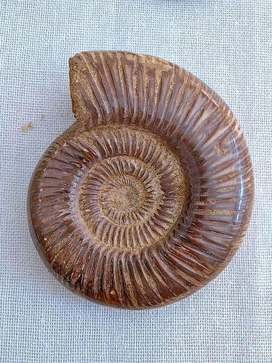 
God-Zhi Trilobite Fossil Pavlov ammonite polished crown trilobite ornament SN4359 1369 Spotted snail fossil Wooden box