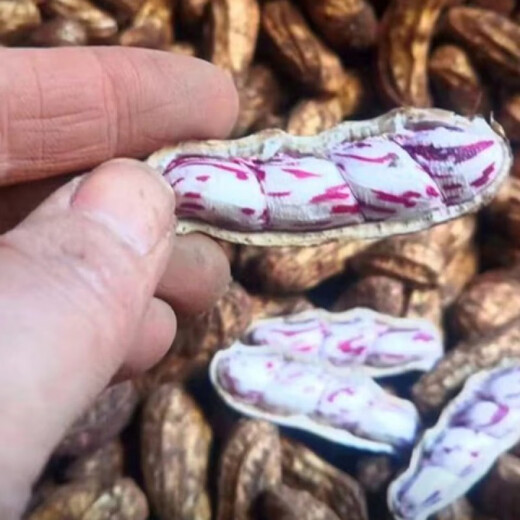 Candied Fruit Peanut Seeds Colorful Peanut Seeds Shelled Fresh Peanut Seeds Colorful Peanut Seeds Candied Fruit Peanut Seeds 1Jin Jin is equal to 0.5kg Selected Shelled